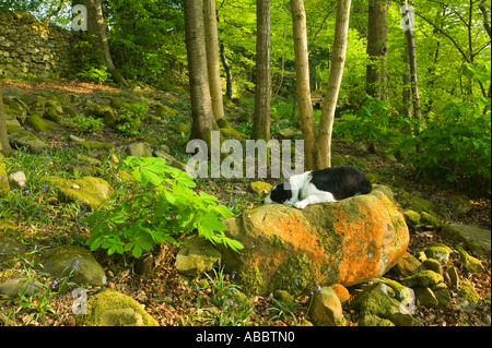 Un Border Collie au printemps sur les rives du lac Windermere, à Glen Wynne, Cumbria, Royaume-Uni Banque D'Images