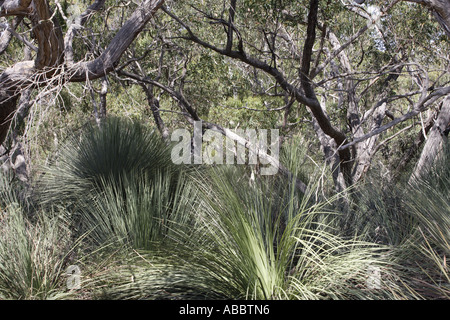 Palmiers et d'Eucalyptus dans la région de Kangaroo Island, Australie Banque D'Images