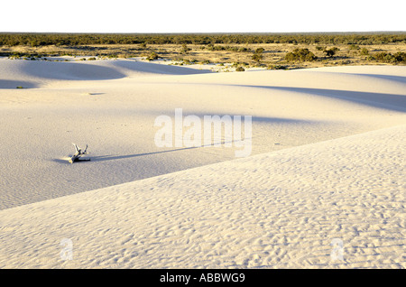 Sur les dunes de sable du site du patrimoine mondial, Mungo Lunette au sud-ouest de la Nouvelle-Galles du Sud, Australie Banque D'Images