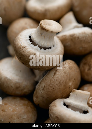 Gros plan de champignons châtaigne - haut de gamme image numérique Hasselblad 61Mo Banque D'Images