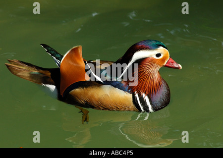 Canard Mandarin Aix galericulata mâle Banque D'Images