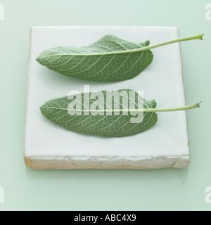 Feuilles de sauge - partie d'une série d'images similaires d'herbes Banque D'Images