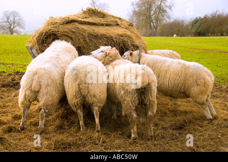 L'alimentation des moutons de hayrick Banque D'Images