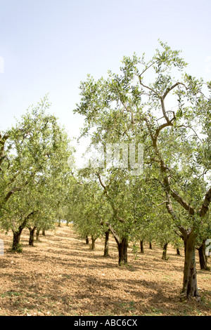Juillet campagne agricole toscane des arbres  terres agricoles cultivées avec des rangées d'oliviers anciens arbres en Toscane, Italie, Méditerranée, Europe Banque D'Images