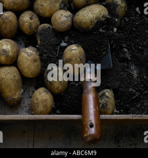 Pommes de terre nouvelles fraîches et d'une truelle en plateau en bois Banque D'Images