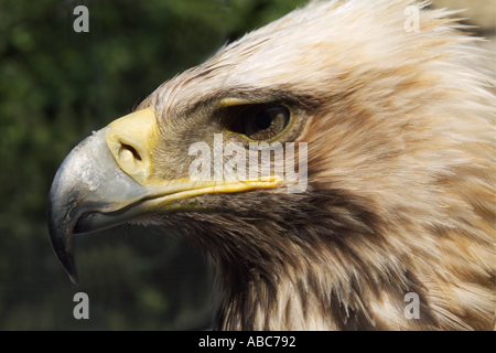 L'aigle royal - Aquila chrysaetos, UK Banque D'Images