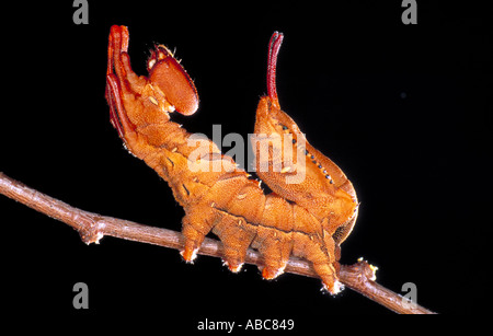 Espèce de homard dans la défense britannique Caterpillar posent Banque D'Images