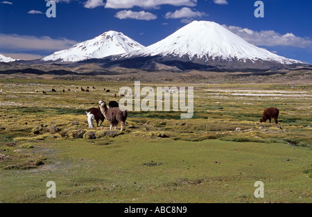 Les alpagas sur un bofedal devant les volcans Parinacota (6342 m) et Pomerape (6282 m), le parc national de Lauca, Chili Banque D'Images