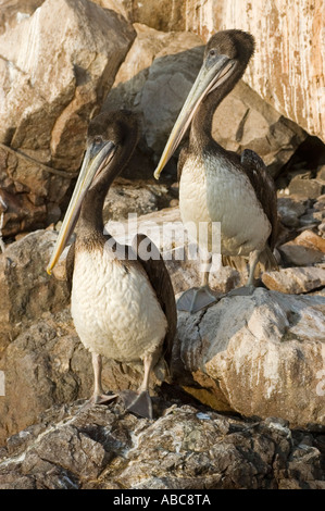 Pélican brun (lat. : pelicanus occidentalis) assis dans le port d'Arica, Chili Banque D'Images