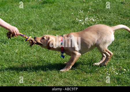 Jouer avec chiot labrador retriever dog Banque D'Images