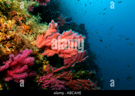 Gorgones rouges (Alcyonium palmatum) sur un récif de corail Banque D'Images