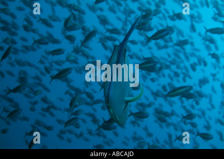 Ari Atoll Maldives kudarah thila un géant Caranx ignobilis natation entre une école de poissons pterocaesio fusilier Banque D'Images