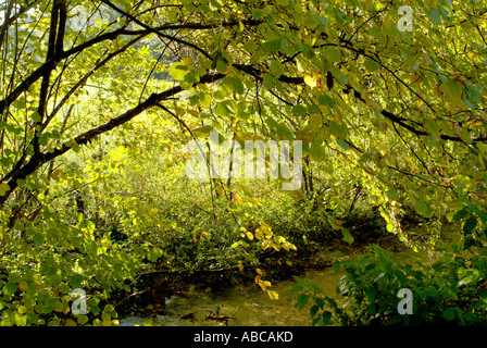 France isère ruy arbres colorés à l'automne Banque D'Images