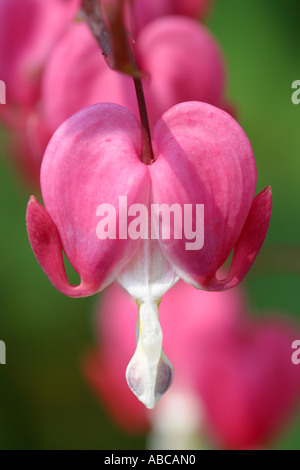 Fleur rose coeur saignant Dicentra spectablis Banque D'Images