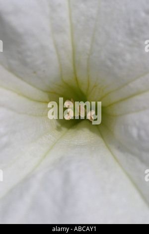 Pétunia blanc fleur plante Banque D'Images