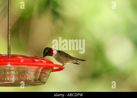 Colibri à gorge rubis à convoyeur sirop Banque D'Images