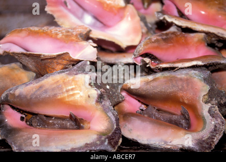 Le strombe rose rose vivant hors de l'eau avec des coquilles d'escargots visibles pied Bahamas Banque D'Images