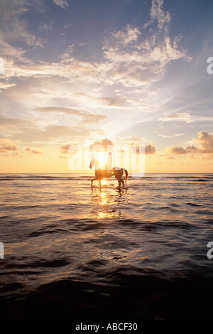 Personne riding horse in sea at sunset Banque D'Images