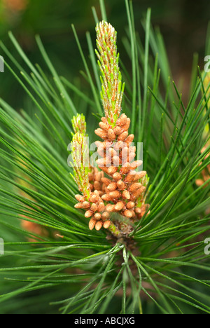 Pin pin mâle Fleur Fleur Fleur botanique plante aiguille macro close close-up libre forêt de conifères conifères naturels masculins Banque D'Images