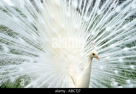 Un paon blanc fans ses plumes de la queue de façon spectaculaire. Banque D'Images