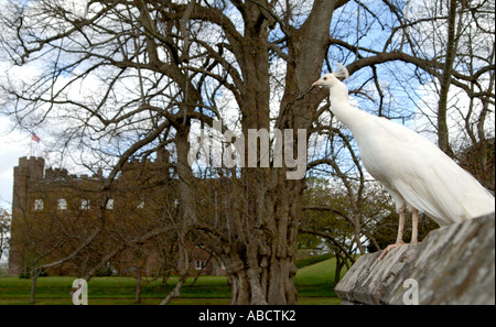 Un paon blanc se dresse sur un mur à Scone Palace, Perthshire, Écosse Banque D'Images