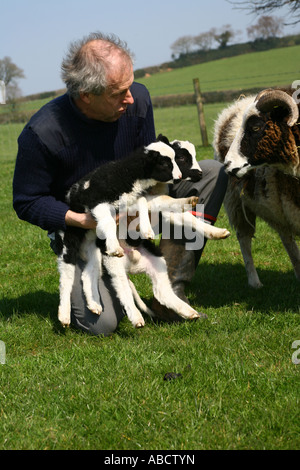 Agriculteur avec Jacobs agneaux, Devon, Angleterre Banque D'Images