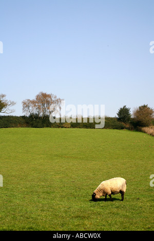 Les moutons dans le Devon, Angleterre champ Banque D'Images
