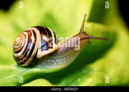 Snail escargot;ver;;vis à vis sans fin Banque D'Images