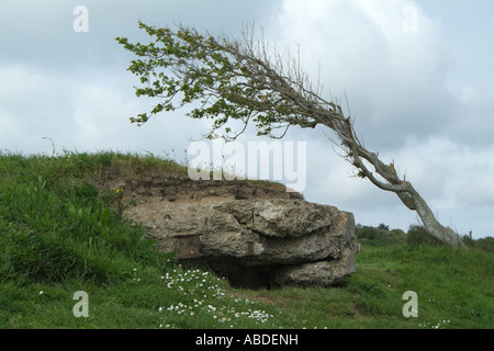 Bunker allemand sur falaise. Au-dessus d'Omaha Beach Normandie France Banque D'Images