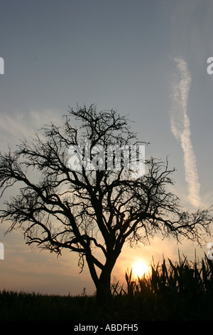 arbre et coucher de soleil Banque D'Images