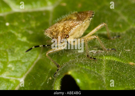 Portrait de face sur une Prunelle Bug (Dolycoris baccarum) sur une feuille Banque D'Images