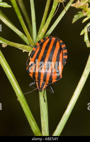 Graphosoma sur iltalicum umbellifera plant Banque D'Images