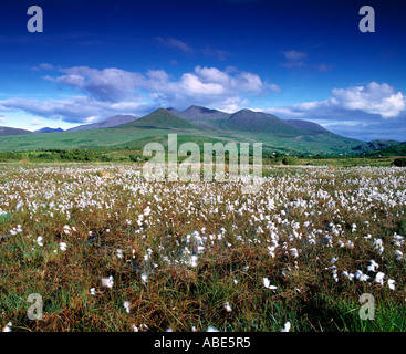 ireland, county kerry, glencar,bog land growing white flower with irelands highest mountain in the background, beauty in nature, Banque D'Images