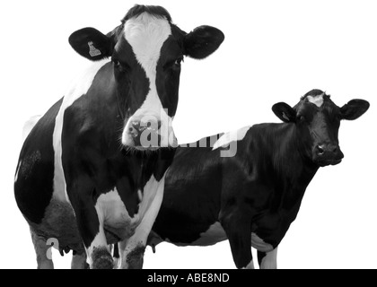 Les vaches frisonnes, Nouvelle-Galles du Sud Banque D'Images