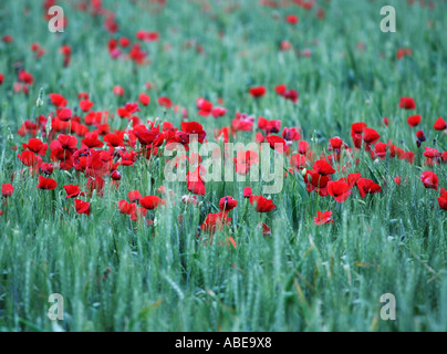 Coquelicots dans le champ de maïs Banque D'Images