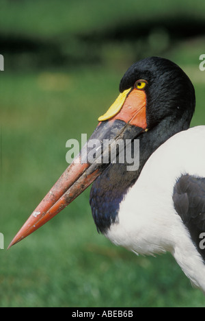 STORK Ephippiorhynchus senegalensis, bec de selle Banque D'Images