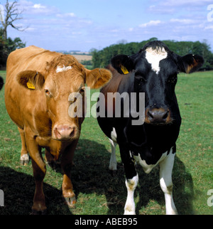 Deux vaches dans un ESB La maladie de la vache folle expérience de reproduction Banque D'Images