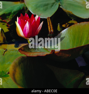 Nénuphar rouge Banque D'Images