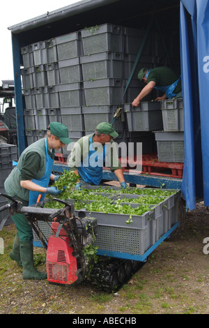 La production de cresson. Poubelles de cresson en cours de chargement sur camion au moment de la récolte, près de Hampshire dans le sud de l'Angleterre Royaume-uni Alresford Banque D'Images