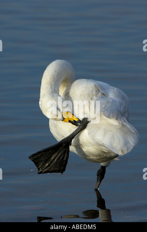 Cygne chanteur Cygnus cygnus se tenait dans l'eau sur une jambe au lissage Martin simple UK Banque D'Images