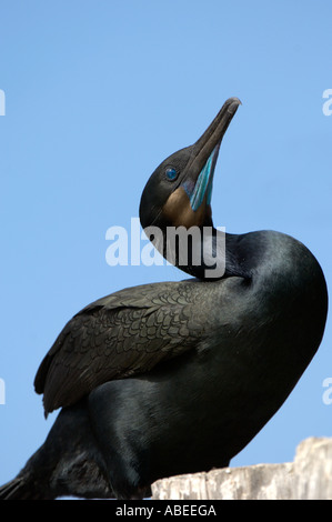 Brandts Cormoran Phalacrocorax penicillatus affichage montrant la gorge bleu Monterey USA Banque D'Images