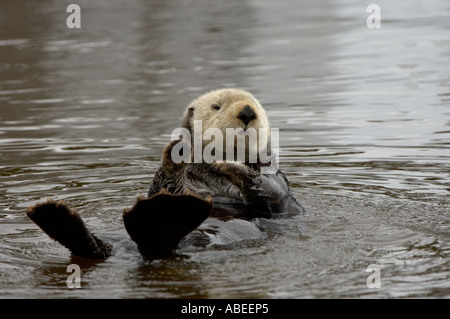 Loutre de mer (Enhydra lutris) allongé sur le dos dans l'eau Monterey USA Banque D'Images