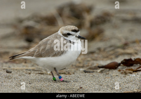 Snowy Plover Charadrius alexandrinus Monterey USA Banque D'Images