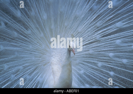 Close-up of White Peacock (Pavo cristatus) avec des plumes réparties derrière Banque D'Images