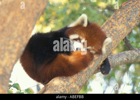 Styans le panda rouge originaire de la Birmanie du nord-ouest et centre-ouest de la Chine Banque D'Images