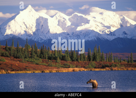 L'orignal dans le parc Denali en Alaska Banque D'Images