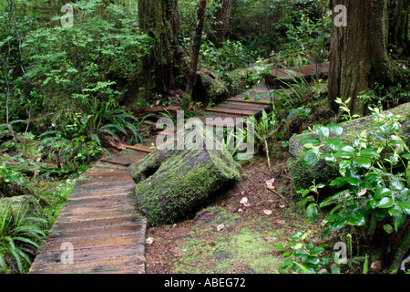 Cathedral Grove Macmillan Provincial Park de l'île de Vancouver, British Columbia Canada Banque D'Images