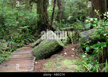 Cathedral Grove Macmillan Provincial Park de l'île de Vancouver, British Columbia Canada Banque D'Images