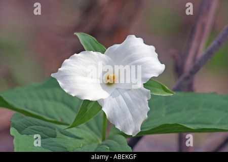 Trillium grandiflorum Banque D'Images