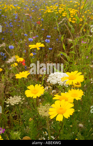 Pré de fleurs sauvages en pleine floraison Banque D'Images